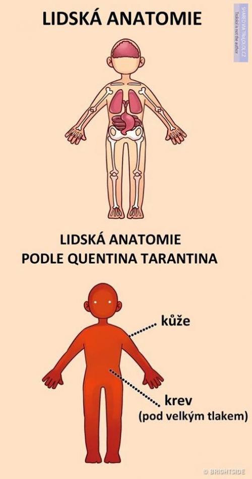 Lidská anatomie 