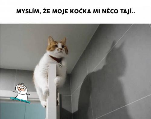  Moje kočka 