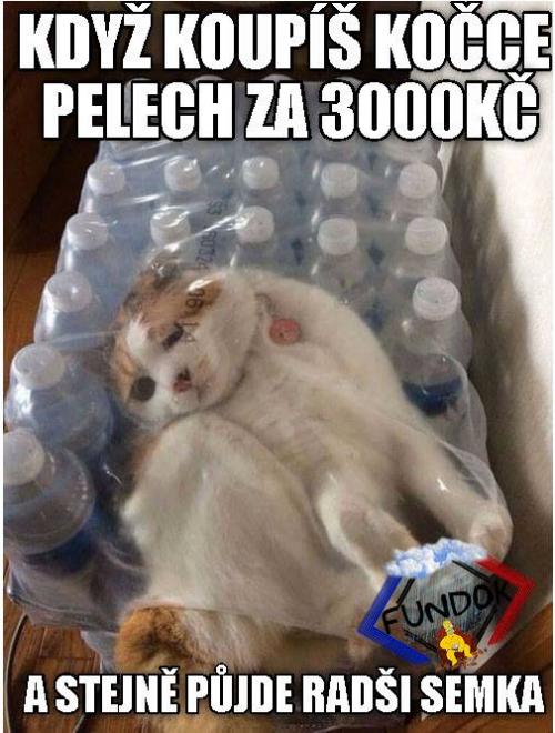  Kočka 