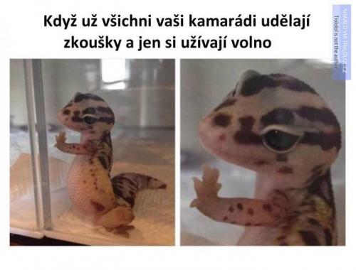  Kamarádi na zkouškách 