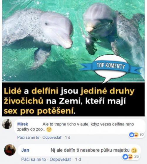  Delfín 
