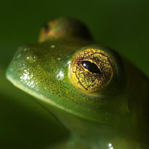  frog eye 