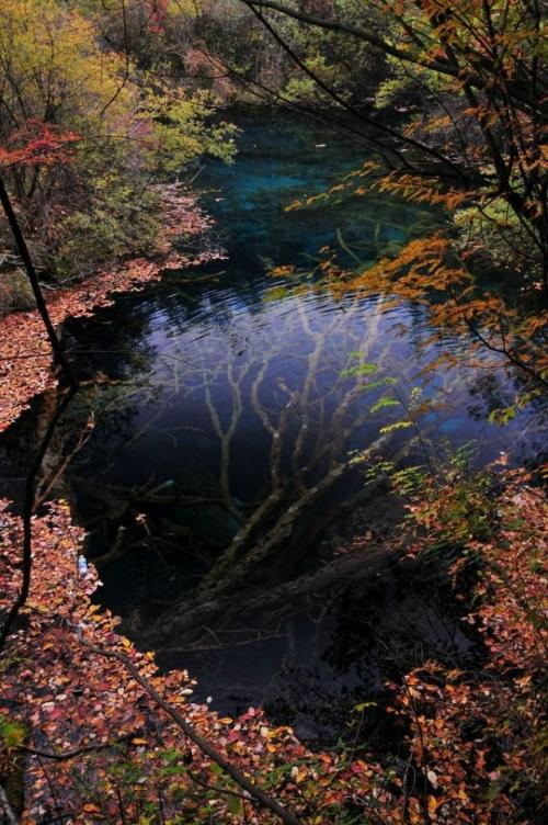  podvodny strom Jiuzhaigou Valley 