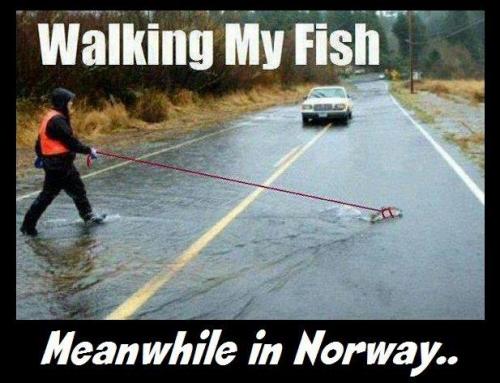  walking my fish 