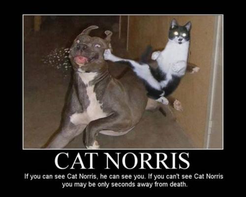  Cat Norris 