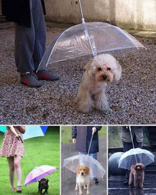 Psí deštník