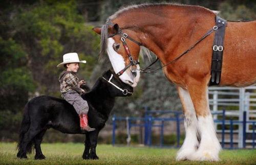  Koňská láska 
