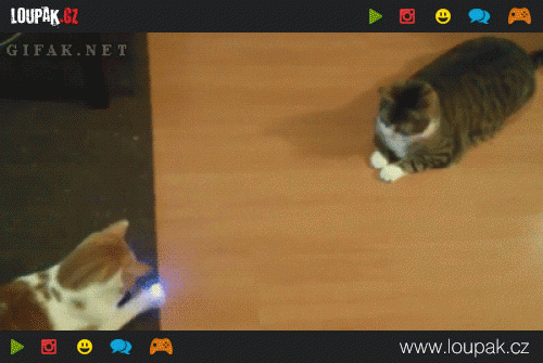  Kočky hrajou pong s laserem  