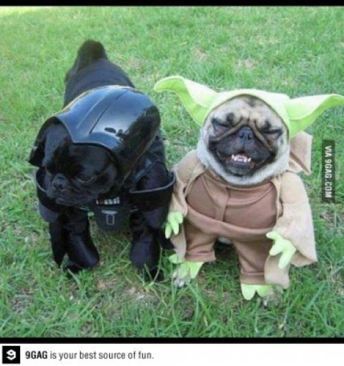  Star Wars psíci 