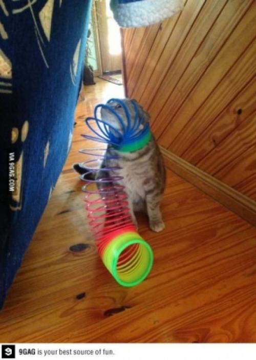  Kočka v pasti 