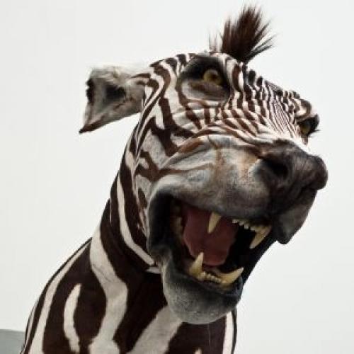  Naštvaná zebra 