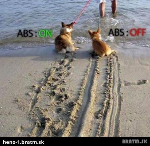  Keď psi používajú ABS  