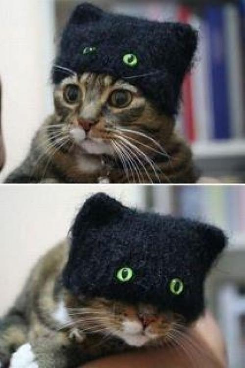  Kočka agent 