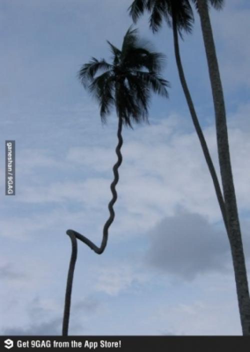  Nový druh palmy 