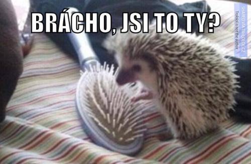 Brácho