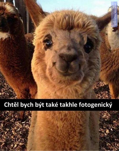 Fotogenický