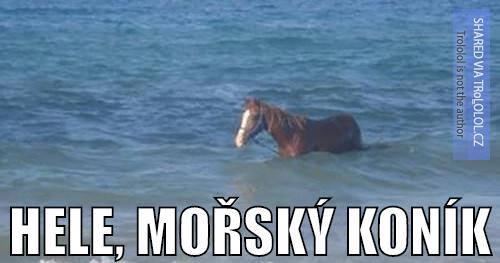  Mořský koník) 