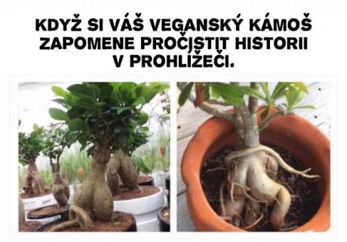 Vegani