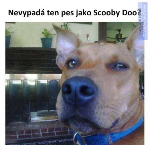  Scooby Doo 