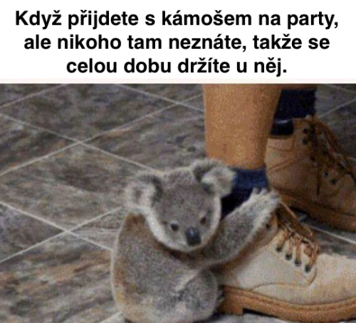  Kámoš na party 