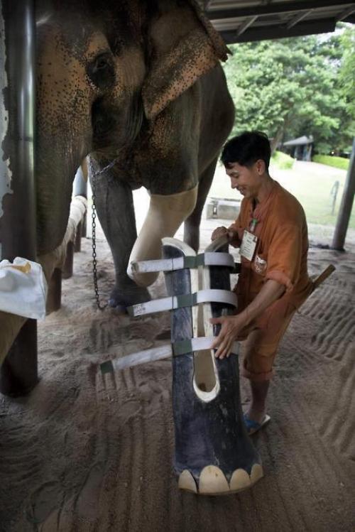 Pomoc slonovi