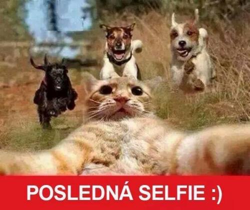  Kočičí selfie 