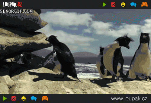  Tučňák nešika 