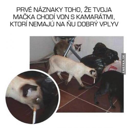  Kočka 