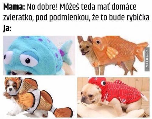  Zvíře 