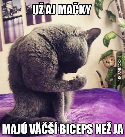  Kočky 