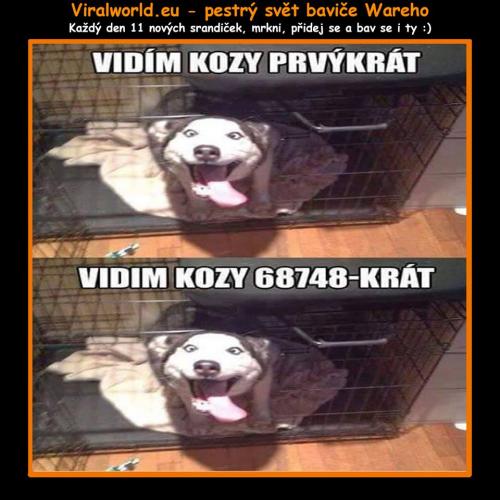 Kozičkyy