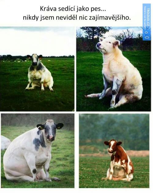  Kráva sedící jako pes 