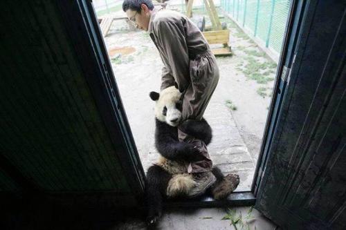  Líná panda 