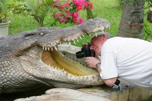  Krokodýlí fotograf 