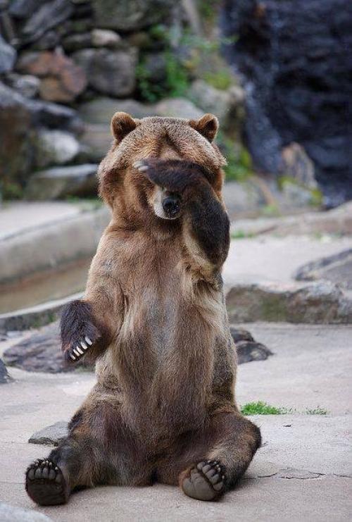 Medvěd