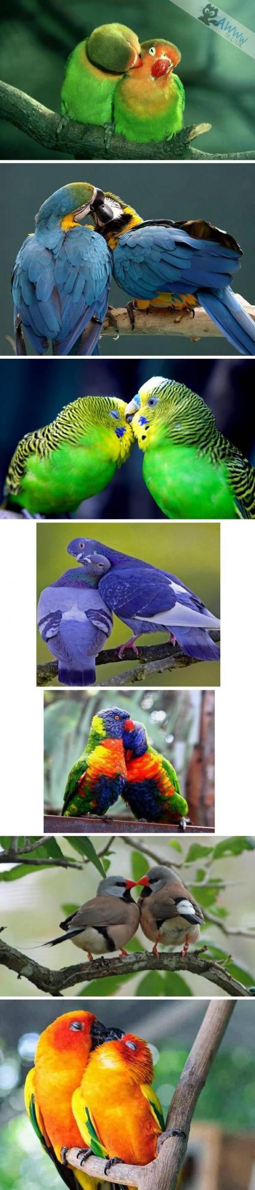 Papouščí láska