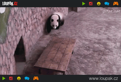  Panda pod palbou  