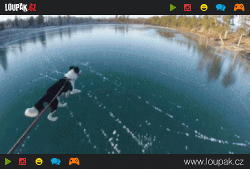 Pejsek si jezdí na zamrzlém jezeře  