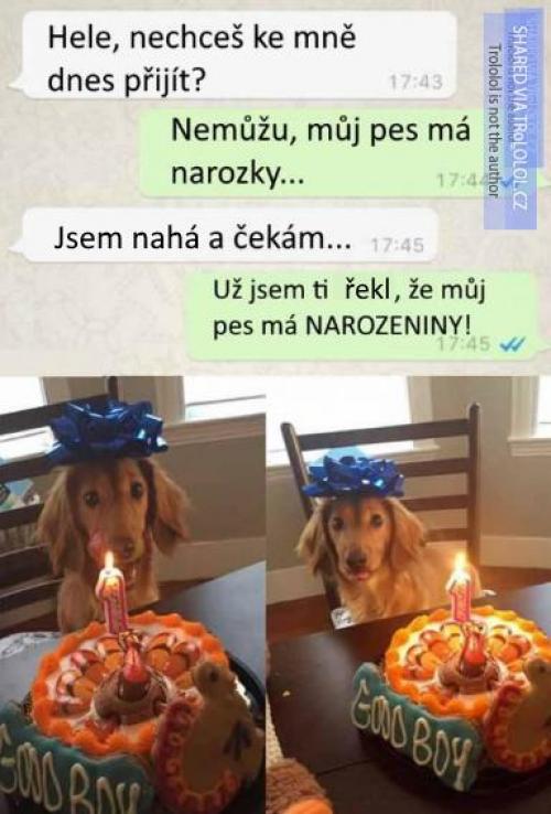  Narozeniny psa 