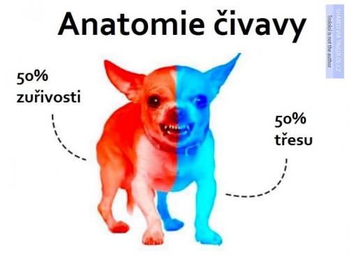  Anatomie čivavy 