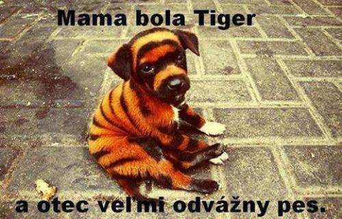  Tygr a pes 