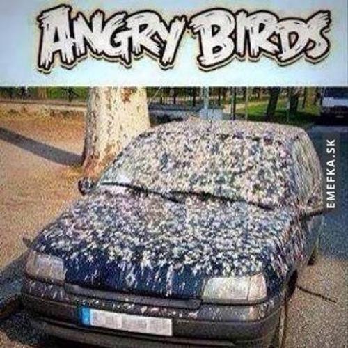  Angry birds 