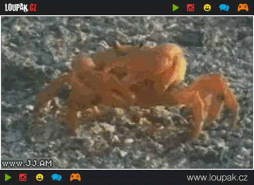  
Crab-leaves-his-arm
 