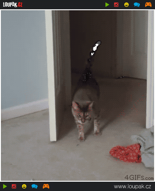  
Creeping-cat-surprised
 