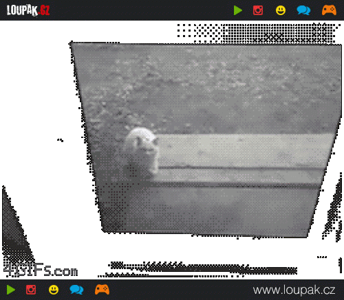  
Creepy-cat-climbs-screen-door
 