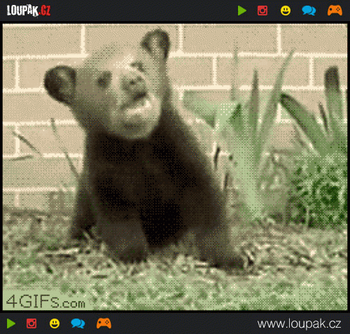  
Bear-cub-sneezes
 