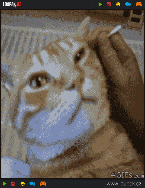  
Cats-ear-massaged
 