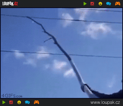  
Dumbass-touches-power-lines-with-stick
 