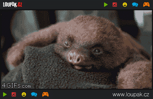  
Cute-baby-sloth-yawns
 
