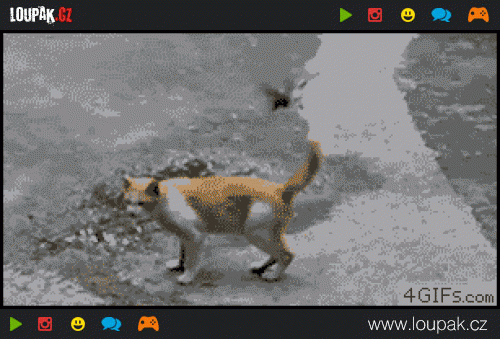  
Cat-ignores-attacking-bird
 